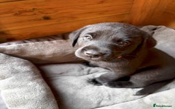Labrador Retriever dogs for sale: Stunning Labrador KC Registered Puppies - Image 11