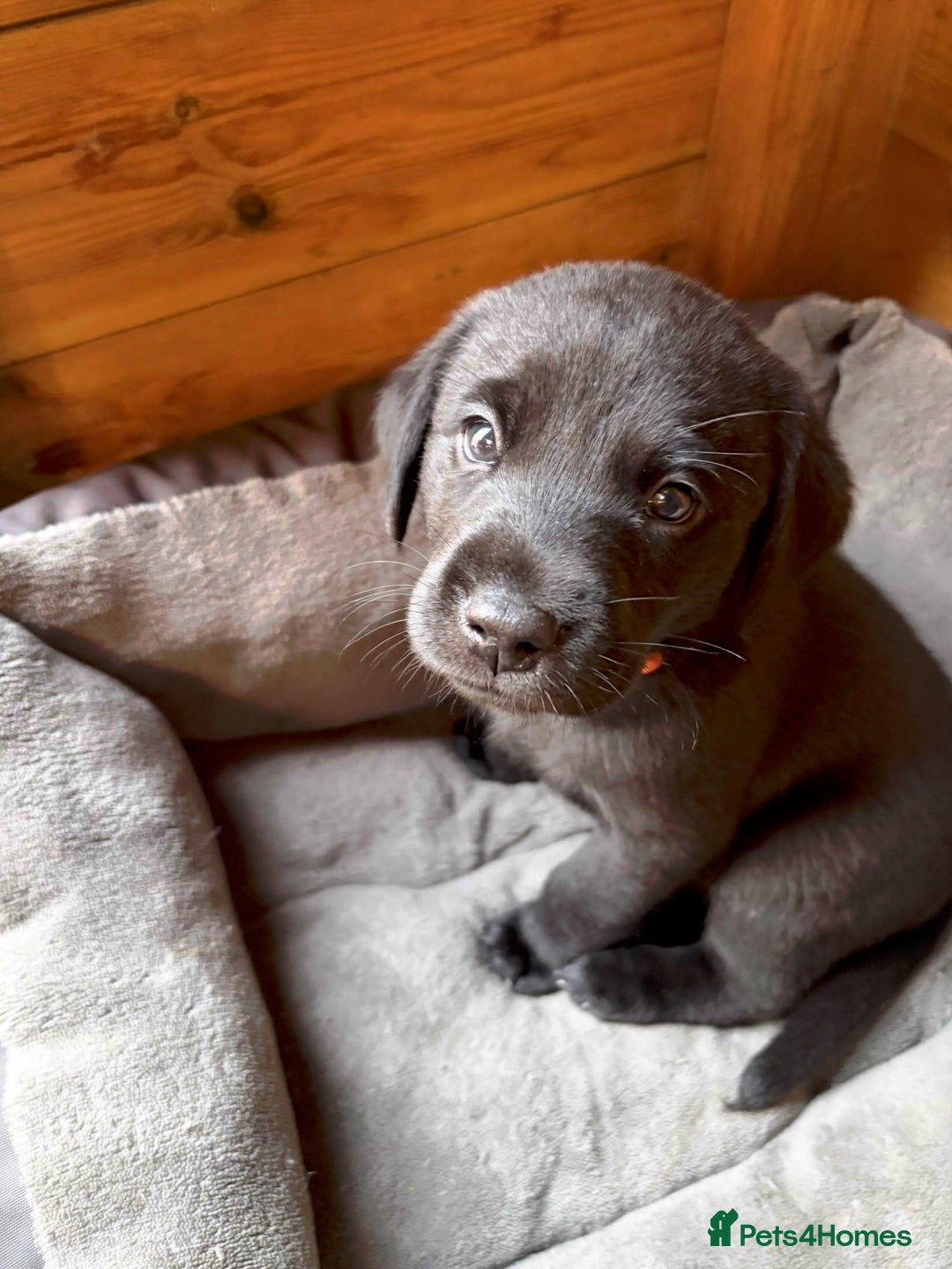 Labrador Retriever dogs for sale: Stunning Labrador KC Registered Puppies - Image 11