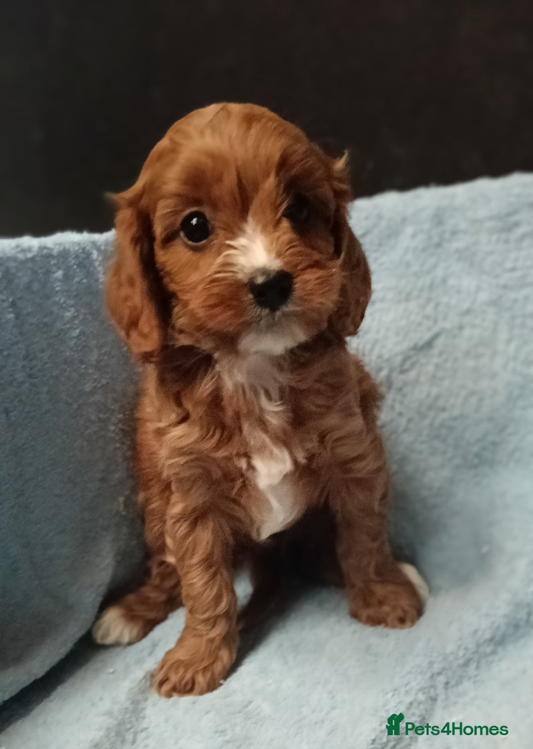 Cavapoo dogs for sale: Cute Cavapoo Puppies. DAD PRA tested! - Advert 5