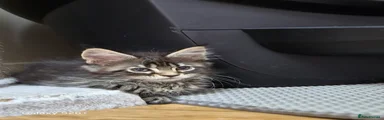 Maine Coon female 2