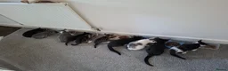 Mixed Breed cats for sale: Beautiful Kittens  - Advert 3