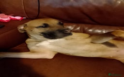 Staffordshire Bull Terrier dogs for sale: Dog for sale  - Image 3