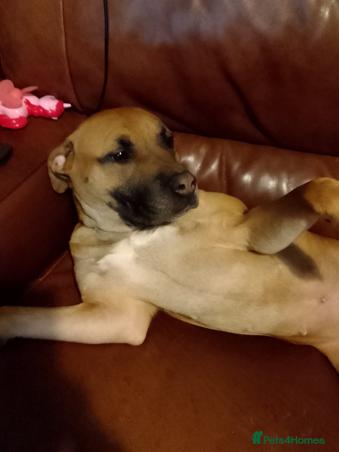 Staffordshire Bull Terrier dogs for sale: Dog for sale  - Image 3