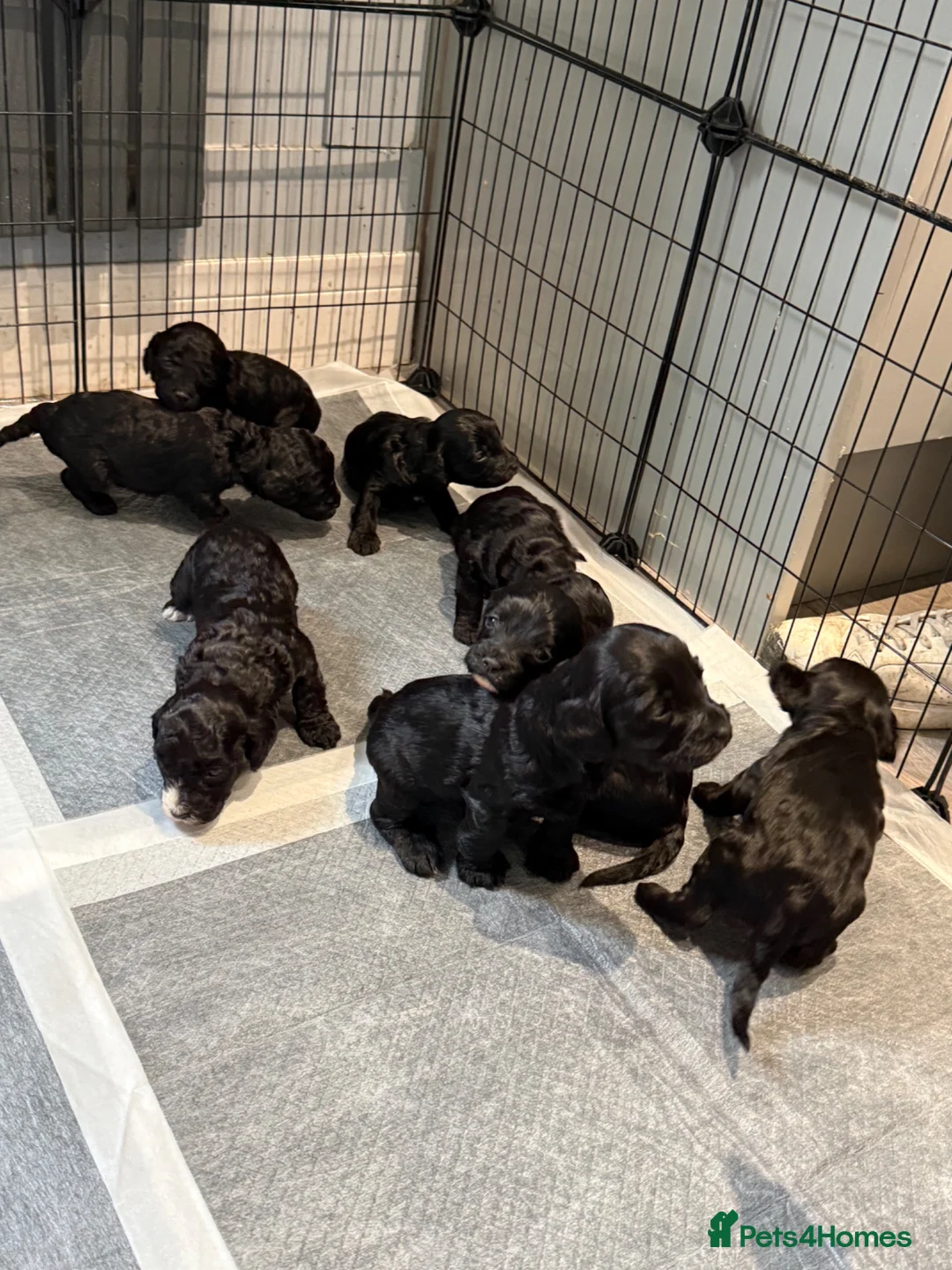 Cockapoo dogs for sale:  F2 cockapoo - Advert 2