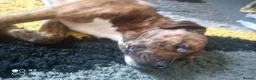 Mixed Breed dogs for sale: Beautiful Friendly Mixed Breed Male Billy in Edinburgh - Advert 5