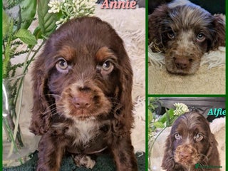 Cocker Spaniel dogs Exceptional Pedigree Show Type English Cockers - Advert 2
