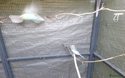 Budgerigars birds for sale: budgies for sale birmingham. - Image 3