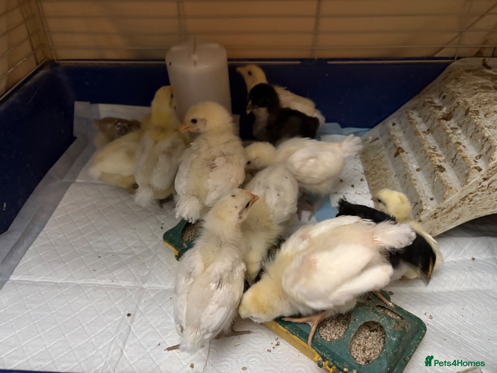 Chickens poultry cross breed Unsexed £6 each - Advert 2