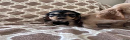 Cocker Spaniel dogs for sale: Kc reg health tested show cocker spaniels  - Advert 8