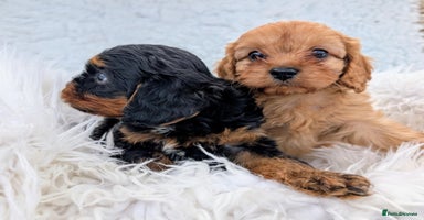Cavapoo dogs - Advert 2