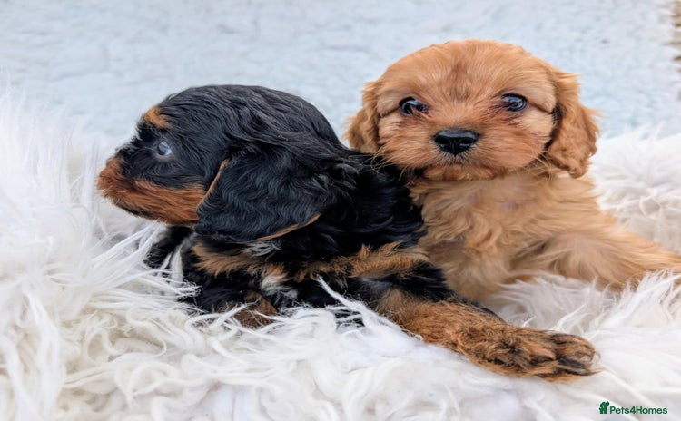 Cavapoo dogs - Advert 3
