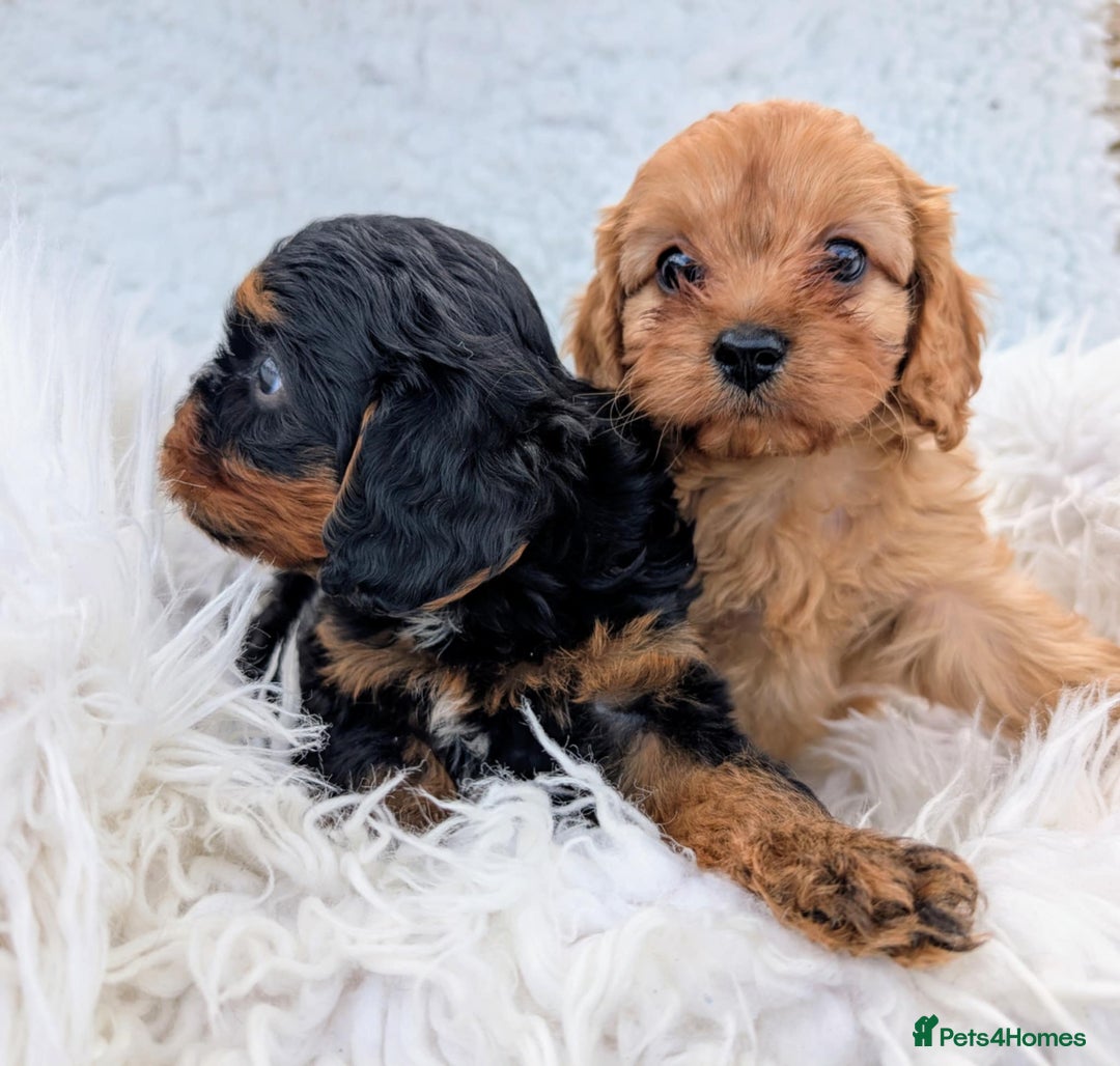 Cavapoo dogs for sale: Stunning true F1 Cavapoos, Apricot and Phantom  - Image 6