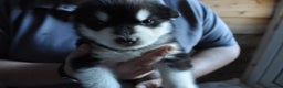 Alaskan Malamute dogs for sale: Alaskan Malamute Puppies - Advert 12