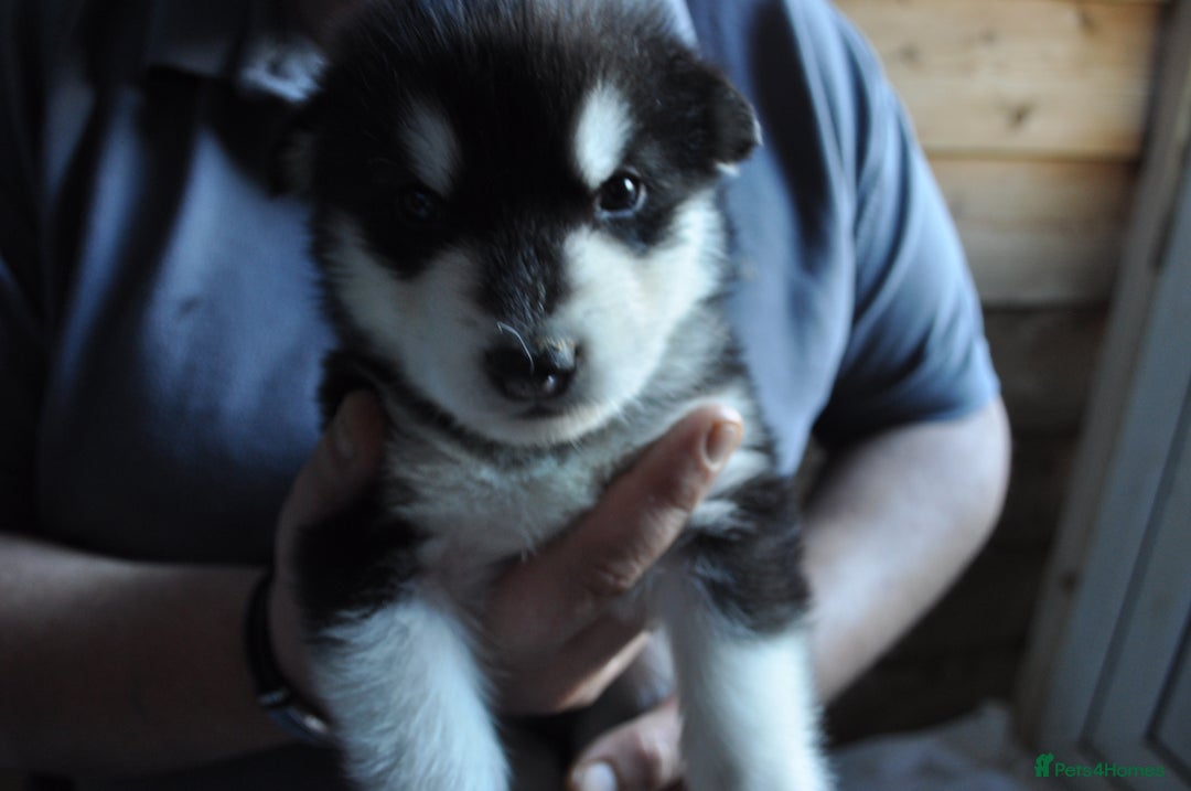 Alaskan Malamute dogs for sale: Alaskan Malamute Puppies - Advert 12