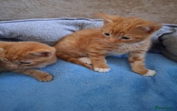 British Shorthair cats for sale: Beautiful kittens  - Image 11