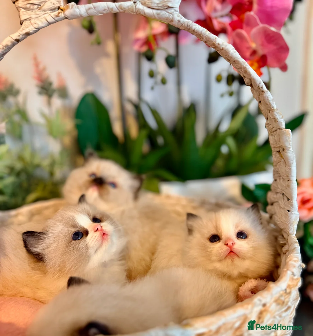 Ragdoll cats for sale: 🩷✨🏅GRAND CHAMP LINE TOP QUALITY RAGDOLLS - Advert 24