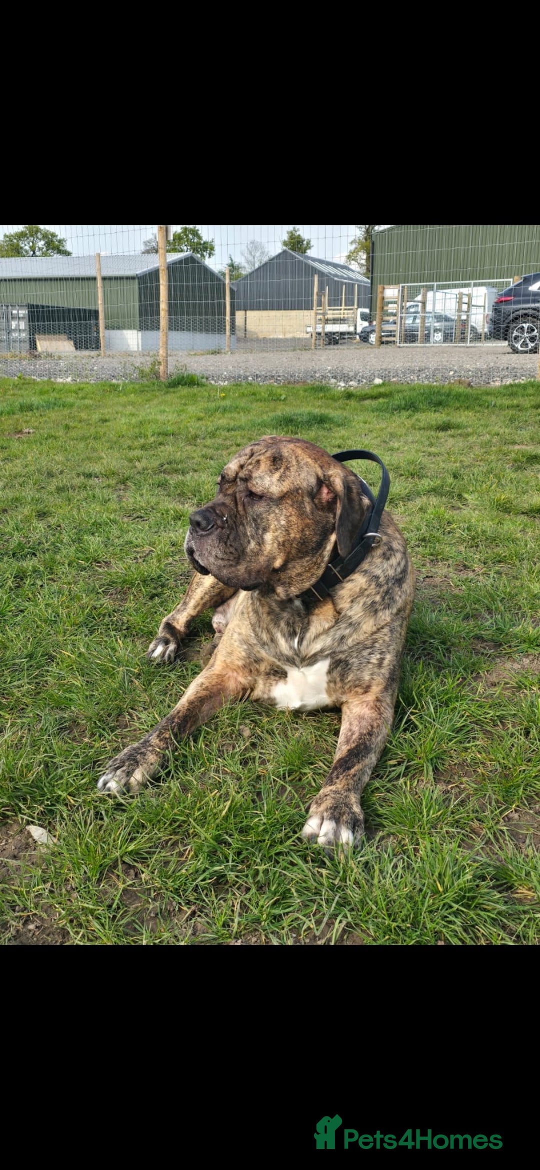 Presa Canario dogs for stud: Presa canario Stud - Image 2