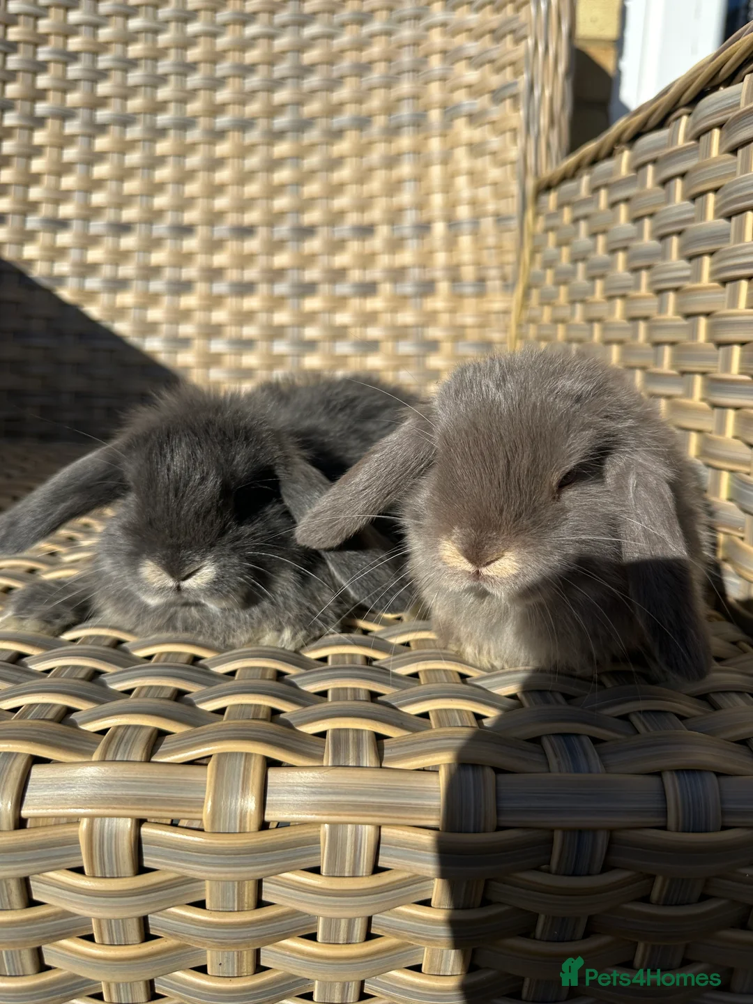 Mini Lop rabbits for sale: 4 handsome male mini lop baby brothers. - Advert 2