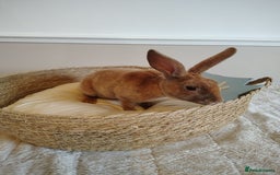 Rex rabbits for sale: Lovely Rex rabbit babies  - Image 10