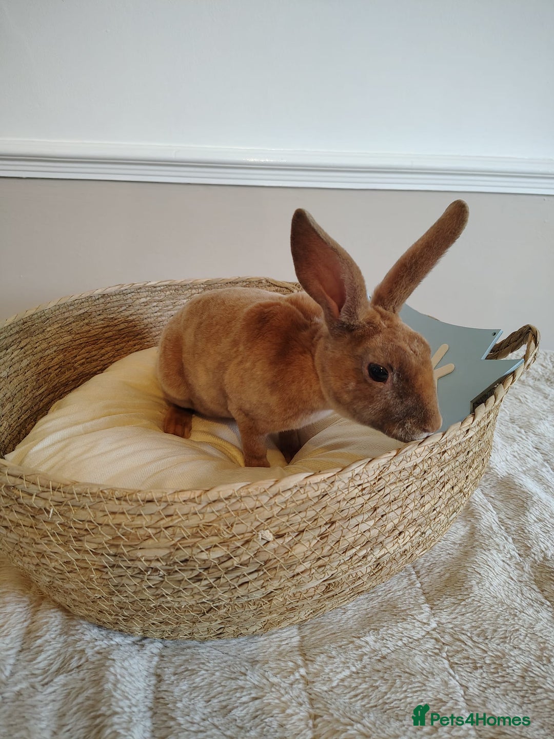 Rex rabbits for sale: Lovely Rex rabbit babies  - Image 10