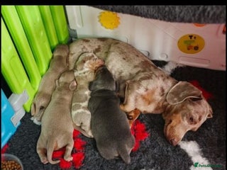 Miniature Dachshund dogs - Advert 34