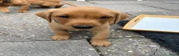 Labrador Retriever dogs for sale: Fox red Labrador  - Advert 17