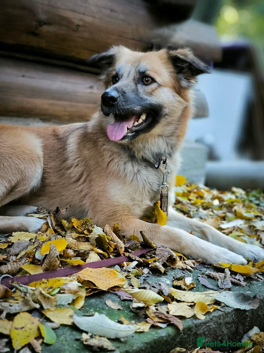 Mixed Breed dogs for adoption: 🐶💖 SOFIE 💖🐶 - Advert 4