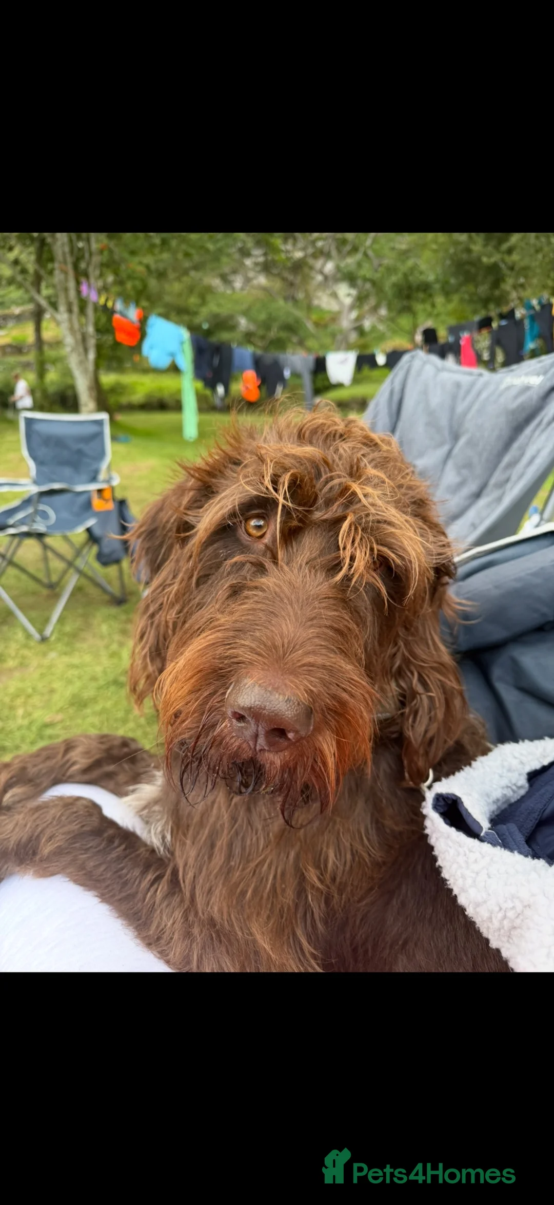 Mixed Breed dogs for stud: STUD Wire Haired Griffon/Vizla - Advert 2