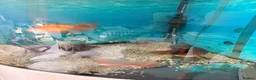 Fancy Goldfish fish for sale: Four fancy gold fish and one plec  in Malvern - Advert 3