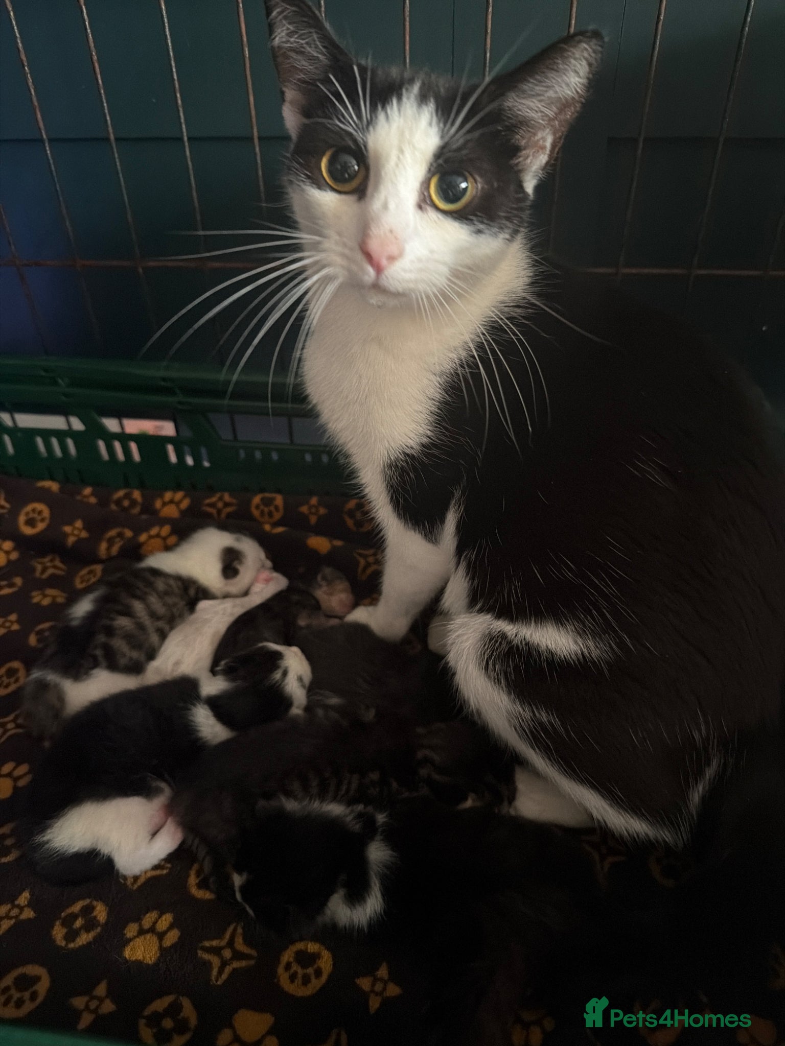 Mixed Breed cats Domestic x Maine ragdoll  - Advert 18