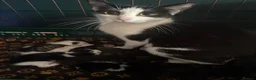 Mixed Breed cats for sale: Domestic x Maine ragdoll  - Advert 1