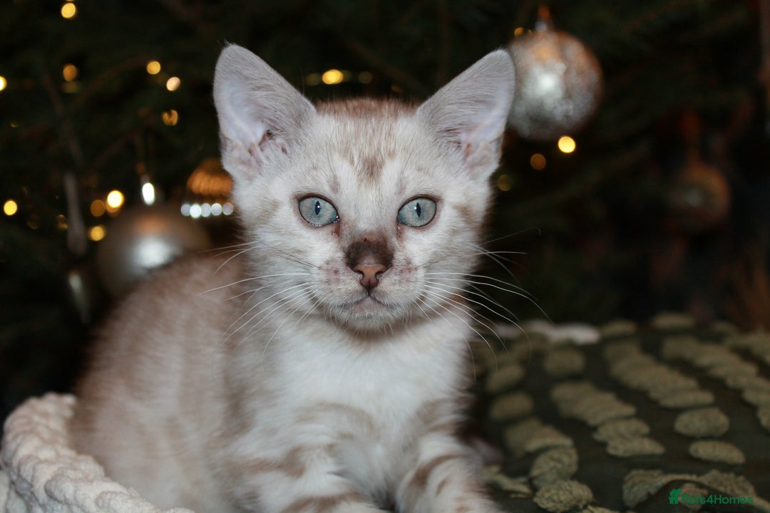 Bengal cats for sale: Last snow boy READY NOW  - Advert 22