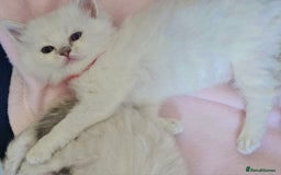 Ragdoll cats for sale: Lilac lynx ragdoll so special - Image 10