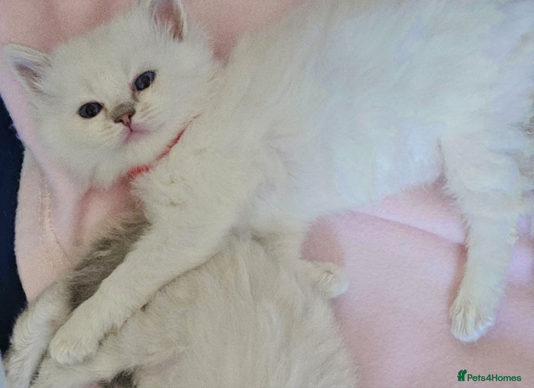 Ragdoll cats for sale: Lilac lynx ragdoll so special - Image 10