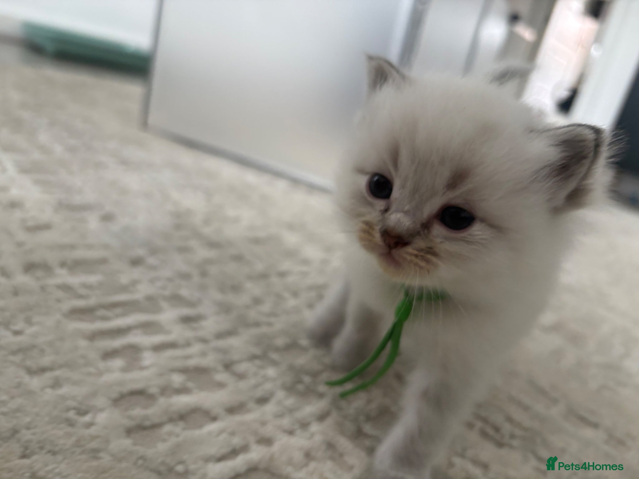 Ragdoll cats 6 ragdoll kittens  - Advert 16