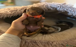 Miniature Dachshund dogs for sale: Miniature Dachshund puppies 🐶  - Image 15