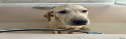 Labrador Retriever dogs for sale: Gorgeous Labrador Puppies, ready for forever homes - Advert 11