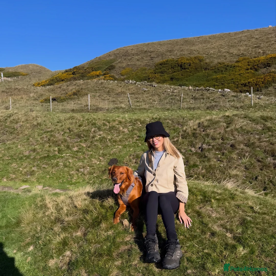 Golden Retriever dogs for stud: Fox red golden retriever to stud out  - Advert 2