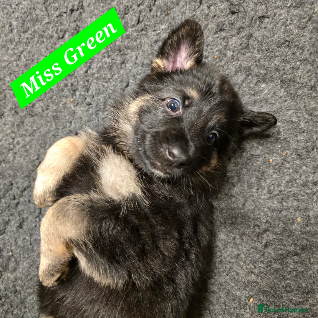 German Shepherd dogs for sale: Outstanding German Shepherd Puppies - Advert 18