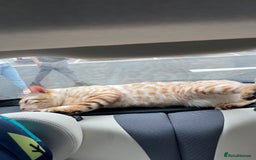Bengal cats for sale: Mature male snow Bengal for sale - Advert 4