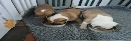 American Bulldog dogs for sale: Happy, chunky, healthy American Bulldog puppies  - Advert 3