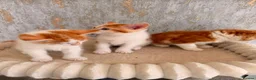 Mixed Breed cats for sale: Domestic shorthair and long hair kittens males  - Advert 4