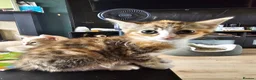 Mixed Breed cats for sale: 4 adorable female kittens for sale  - Advert 16