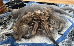 British Shorthair cats for sale: British Shorthair X Scottish Fold - Advert 7