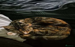 Domestic Shorthair cats for sale: 1 year old female cat  - Image 2