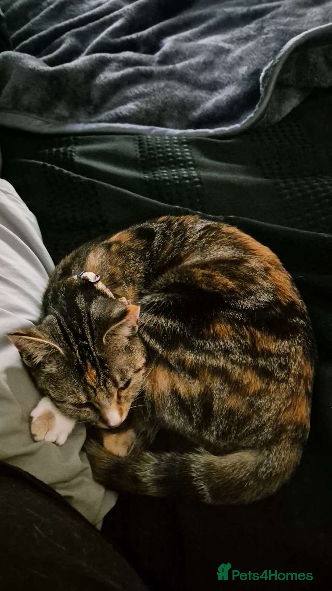 Domestic Shorthair cats for sale: 1 year old female cat  - Image 2