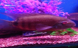 Other/Mixed Breed fish for sale: Fish Stock List - Updated Regularly  - Image 19