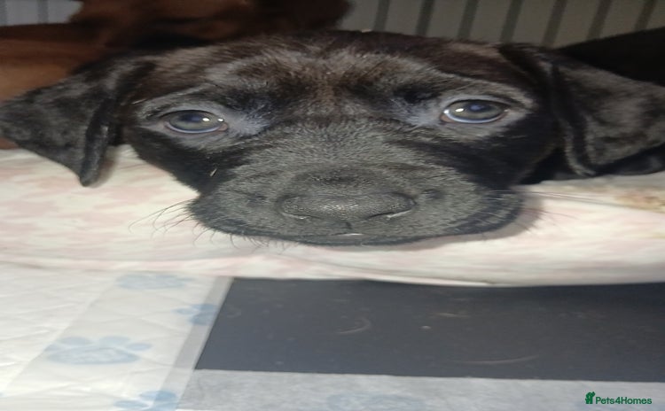 Mixed Breed dogs Lab cross puppies  - Advert 2