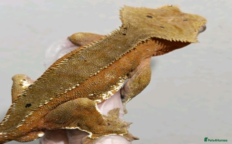 Gecko reptiles in Newton Aycliffe - Advert 1