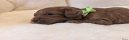 Cavapoo dogs for sale: Adorable F1 Cavapoo puppies.  - Advert 7